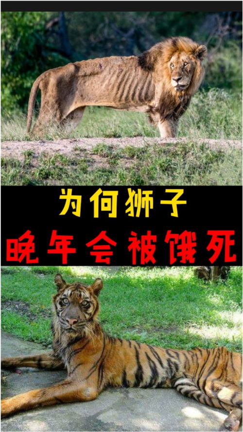 什么动物可以保护姻缘呢(哪种动物保护能力强)
