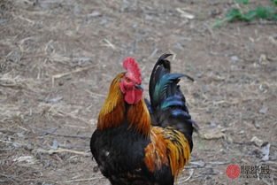 93年属鸡女生姻缘怎样(93年属鸡女生姻缘怎样呢)