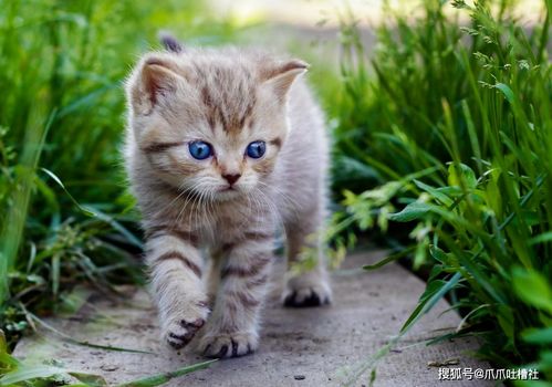 主人与猫的姻缘电影(主人与猫咪感人故事)