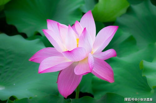 属马带什么旺姻缘(属马的带什么旺姻缘旺桃花)