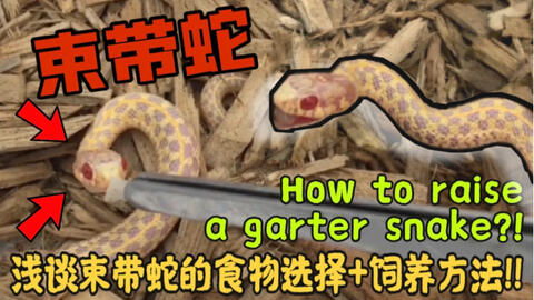 蛇女男狗姻缘如何(蛇女男狗婚姻财运好吗?