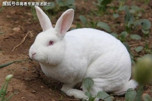 姻缘修成正果的生肖(姻缘结果)