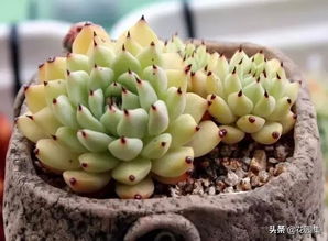 多肉种植姻缘图片(多肉种植教程图文)