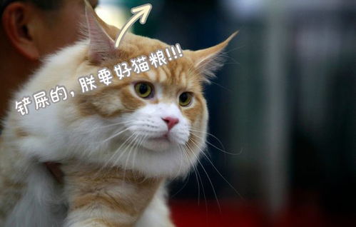 猫咪姻缘知乎文章(猫咪姻缘知乎文章)