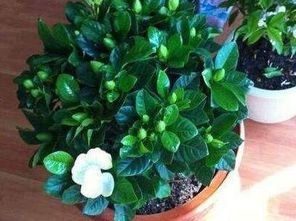 催男人姻缘的植物(催姻缘的花)