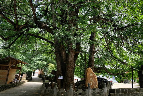 姻缘树里建房子(姻缘树哪里有)