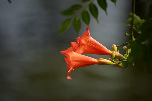 蛇姻缘怎么样(生肖蛇姻缘)