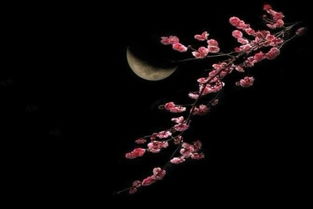 更从何处觅姻缘(更从何处觅心来)