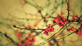 姻缘梅花怎么看(梅花易数测姻缘方法)