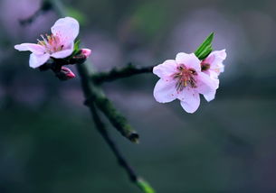 求姻缘桃花插几支(桃花1朵姻缘2颗)