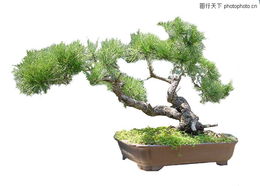 象征着姻缘的树木(象征姻缘的植物)