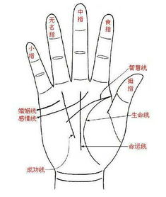 手纹哪里代表姻缘线(手上哪条是姻缘线)