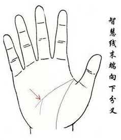 姻缘线有分叉说明(姻缘线代表什么)