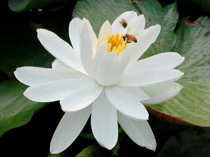 憨笑姻缘歌词视频(孕妇可以吃茉莉花炒鸡蛋)