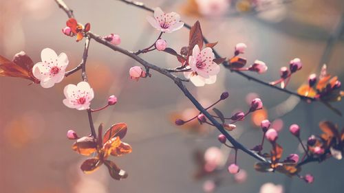 算命免费姻缘桃花(姻缘桃花测算)