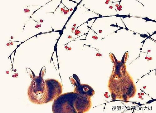 虎年兔子姻缘方位(兔虎婚姻合适嘛)