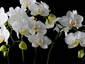 吸引姻缘的花名(什么花是姻缘花)
