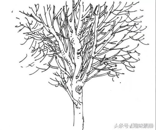 素描姻缘树(手绘姻缘树)