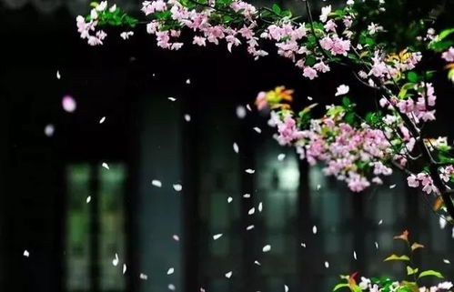 谷雨求姻缘