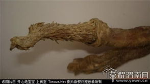 虎鞭弄姻缘(虎鞭图案)