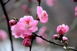 救姻缘 千朵桃花一树生(桃花一朵姻缘两颗)