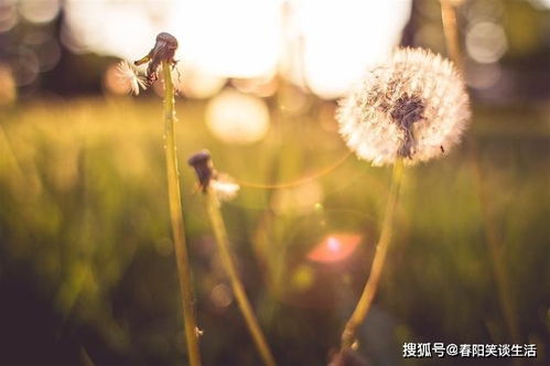 昔日行船失了针 求姻缘(昔日行船失了针 问姻缘)