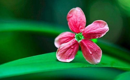 天时久旱遇甘雨求姻缘(天时久旱遇甘雨,空谷传声闻好音)
