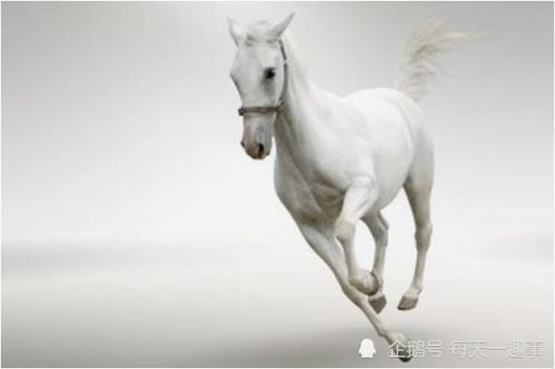 78年马2015姻缘(78年属马的姻缘在哪年)