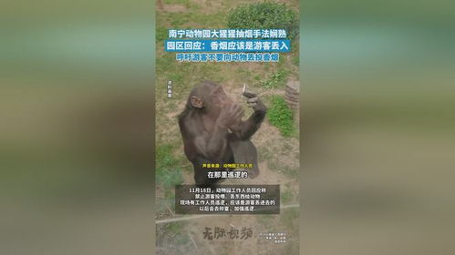 动物园回应大猩猩抽烟手法娴熟(大猩猩抽烟的搞笑动态图)