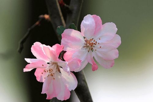 姻缘桃花葫芦(桃花姻缘局怎么摆的)