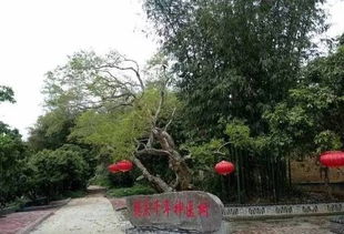 肇庆姻缘(肇庆姻缘树)