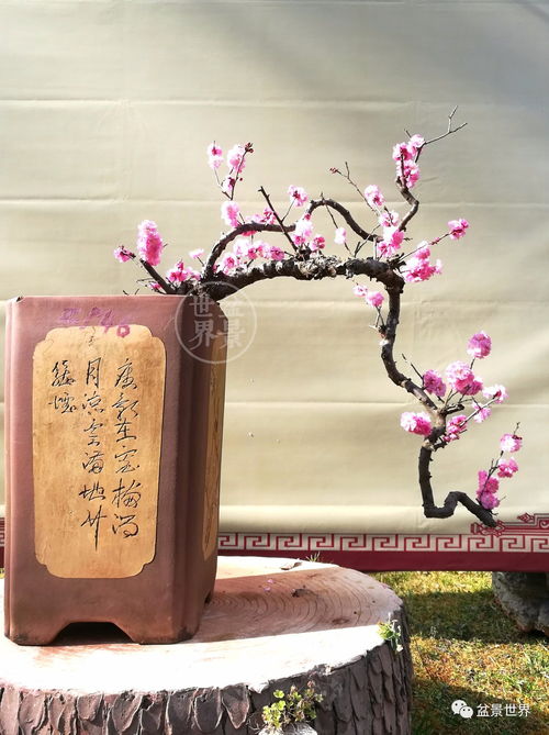 姻缘签梅开二度(梅开二度解签姻缘)
