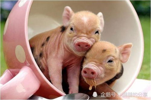 2016年属猪姻缘(属猪的2016年多大年龄)