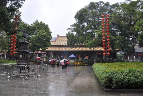广州 姻缘树(广州有没有求姻缘的地方)