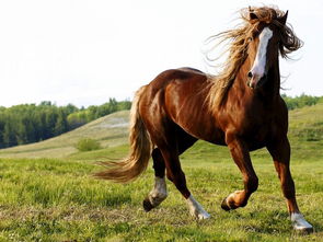 猴与马的姻缘(猴与马的夫妻关系如何?