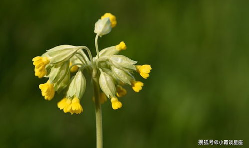 什么是姻缘花(姻缘花是什么植物)