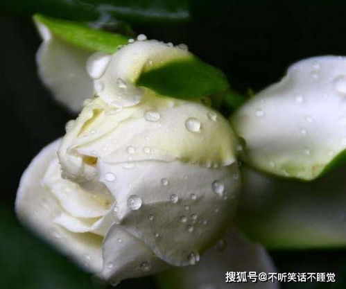 姻缘螺