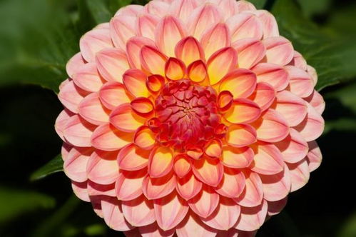托姻缘(托姻缘花)