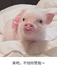 姻缘狗(姻缘狗和猪相配吗)
