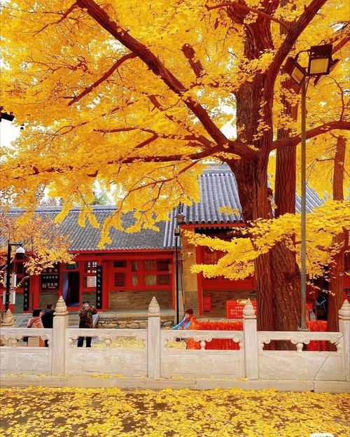 红螺寺求姻缘银杏树(红螺寺雌雄银杏树的前世姻缘)