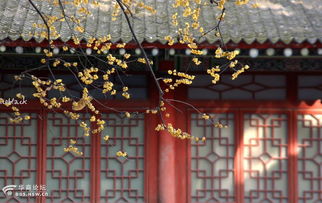 大兴善寺姻缘红绳(6个牛怎么读,拼音)