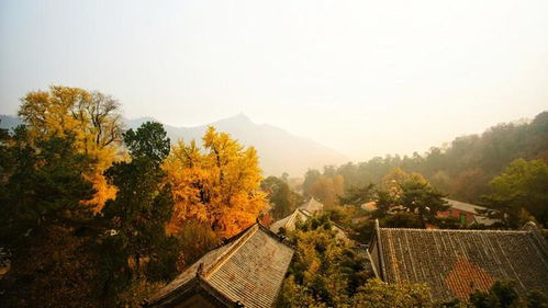 去大兴善寺求姻缘(去大兴善寺求姻缘可以吗)