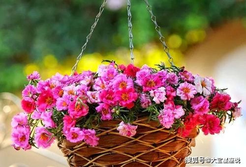 招姻缘种什么花(养什么花招姻缘)