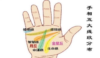 姻缘线手线(手相姻缘线可以看出什么信息)