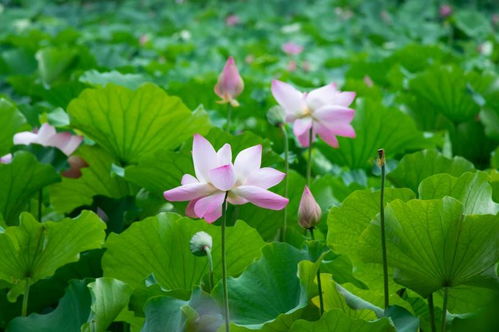 粉掌增姻缘(粉掌的风水寓意和禁忌)