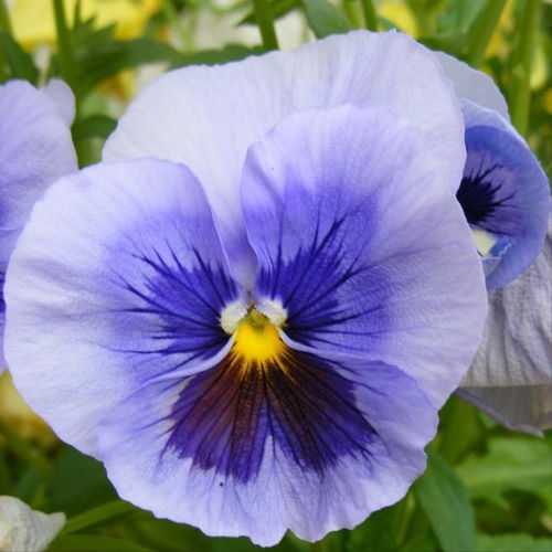来姻缘的花(姻缘开花是什么意思)