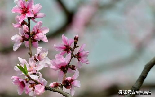 桃花姻缘啥意思(桃花运和姻缘的区别)