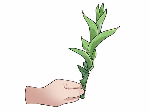 姻缘草图片(姻缘 图片)