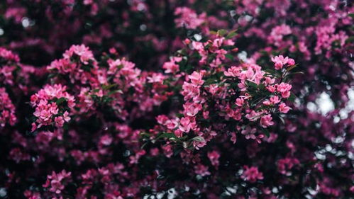 姻缘桃花散(姻缘桃花是什么意思)