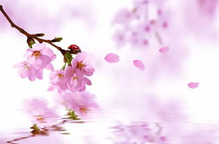 姻缘桃花猫(姻缘桃花运)